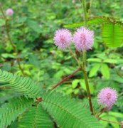 含羞草、花卉種子、花種、盆花